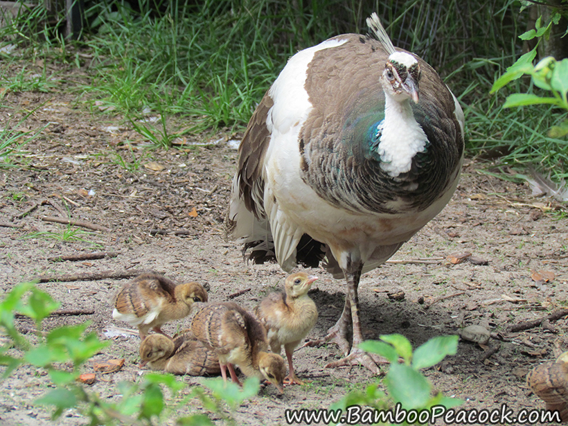 peahen with chicks